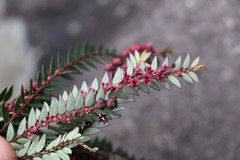 Phyllanthus singampattianus